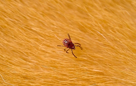 tick on fur