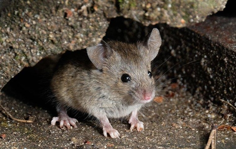 gray mouse