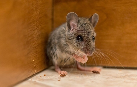 small mouse
