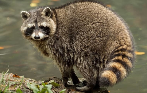 large raccoon