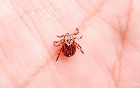 tick on skin
