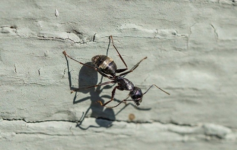 black ant