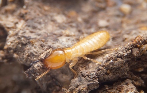 termite
