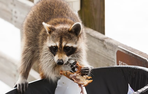 large raccoon eating