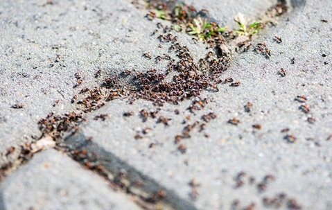 large amount of ants
