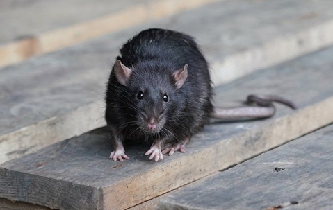 large black rat