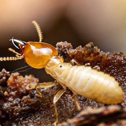 Termites Photo