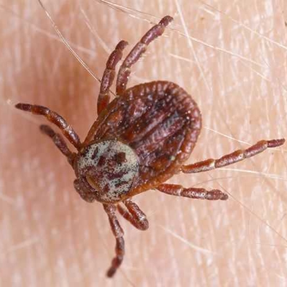 Ticks Photo