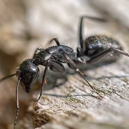 Ants Photo
