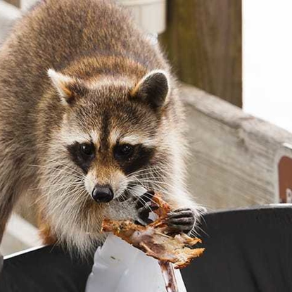 Wildlife Photo