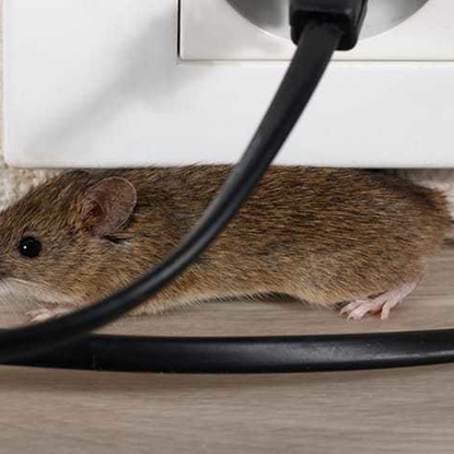 Rodents Photo