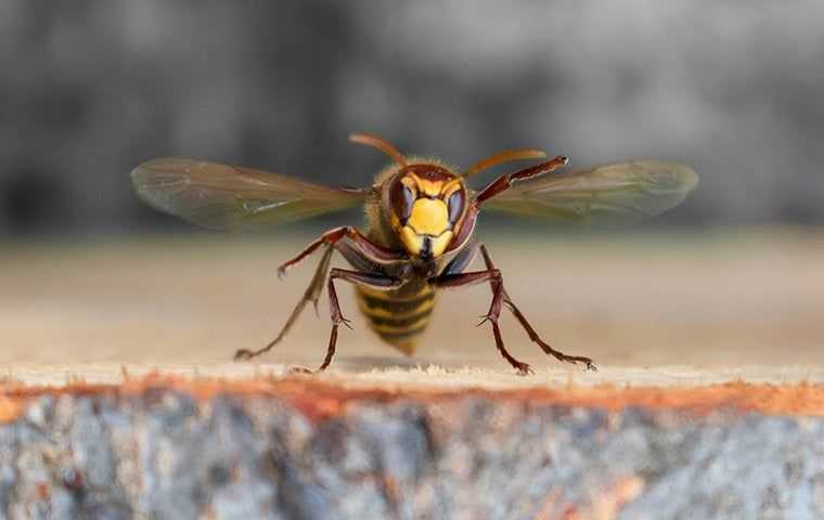 wasp flying in a back yard