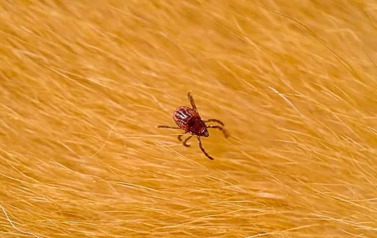 brown dog tick