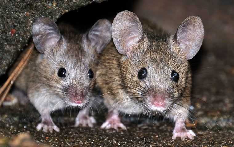 two house mice