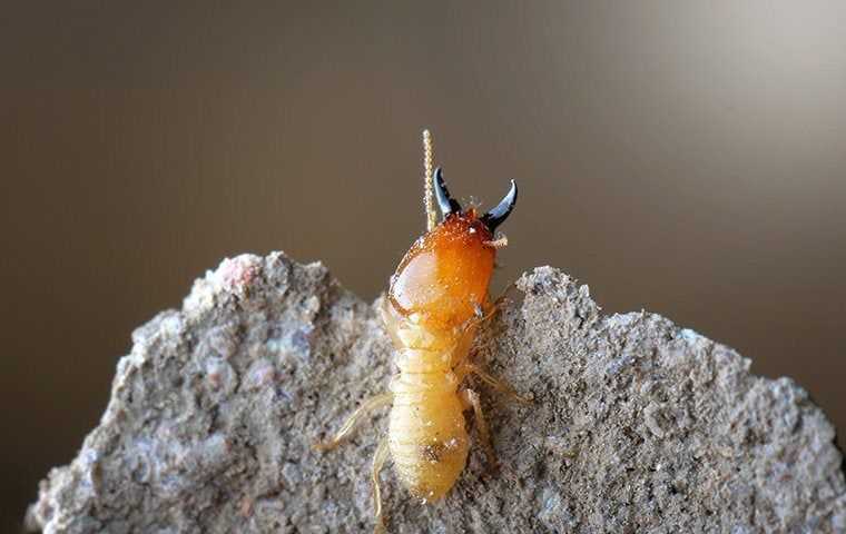 a termite climbing a nest