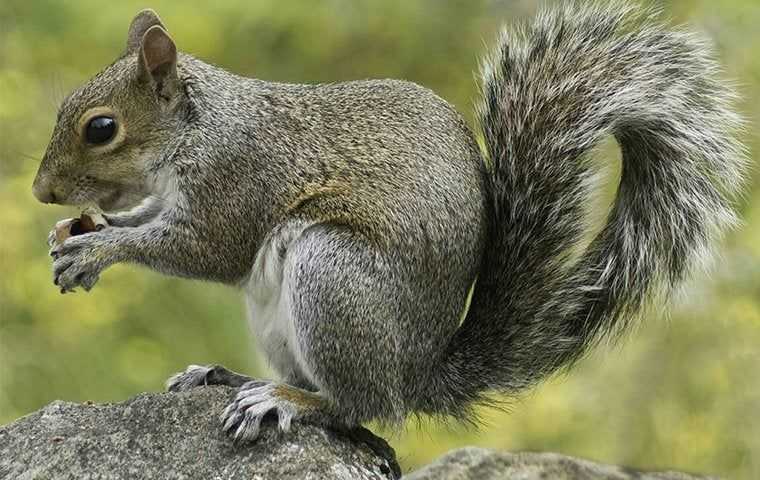 grey squirrel perched on a rock
